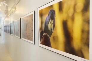 We wrześniu Galeria Marszałkowska prezentuje fotografie przyrody Pawła Ulaniuka