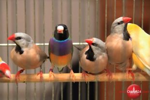 Kanarki i ptaki egzotyczne na dorocznej wystawie w Spichlerzu MOK