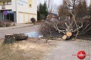 Wielkie sadzenie w Olsztynie. Miasto szuka wykonawcy nasadzeń